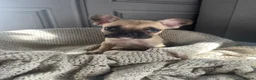 French Bulldog dogs for sale: Cute chunky frenchie babies - Advert 12