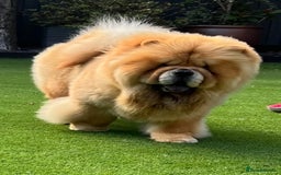 Chow Chow dogs for sale: 🧸🧸Beautiful litter of chow chow puppies🧸🧸 - Image 8