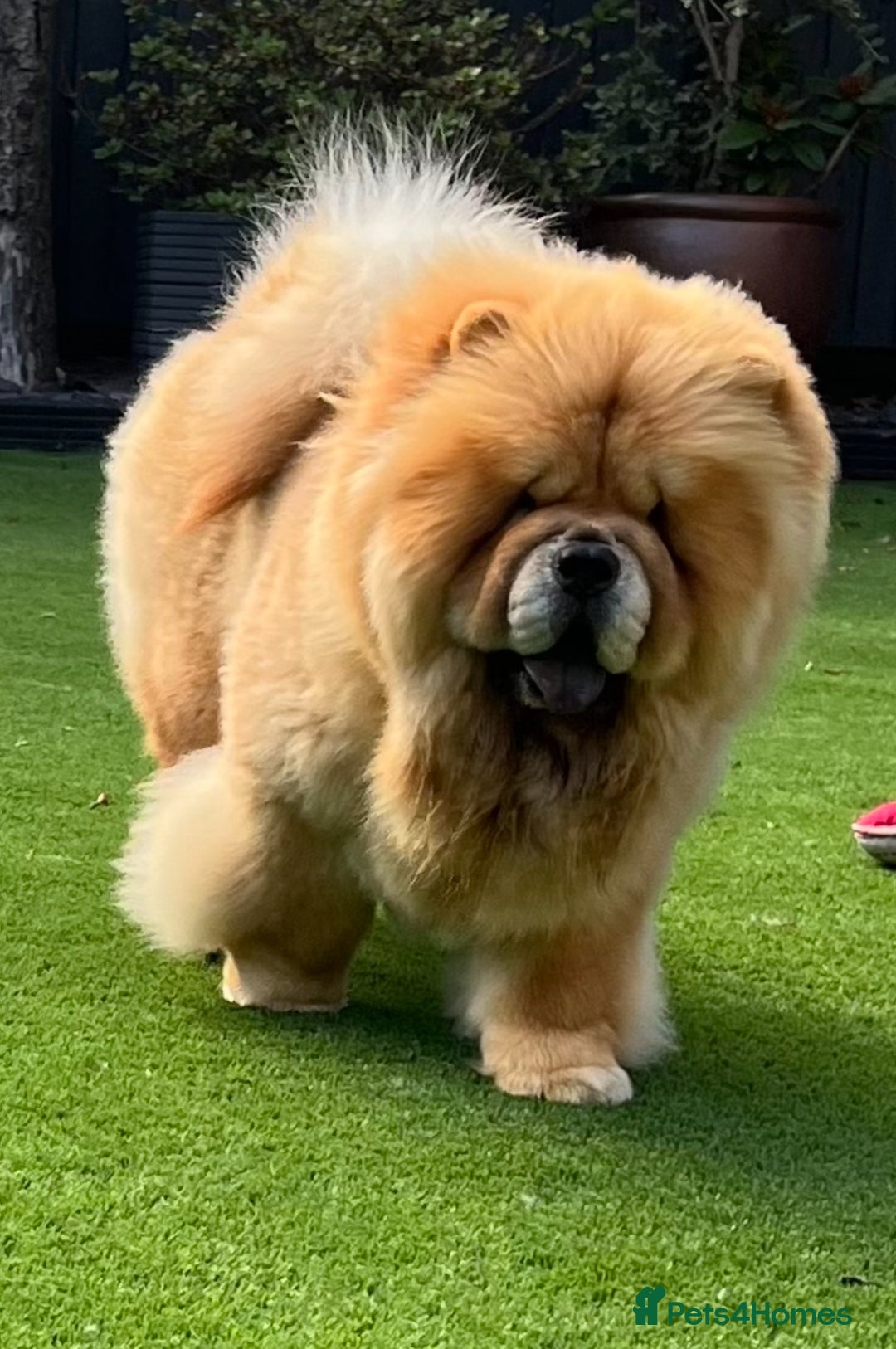Chow Chow dogs for sale: 🧸🧸Beautiful litter of chow chow puppies🧸🧸 - Image 8