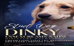 Miniature Dachshund dogs for sale: Quality KC miniature Dachshund long hair puppies  - Image 6