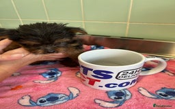 Yorkshire Terrier dogs for sale: Tiny Yorkshire terrier puppies for sale  - Image 18