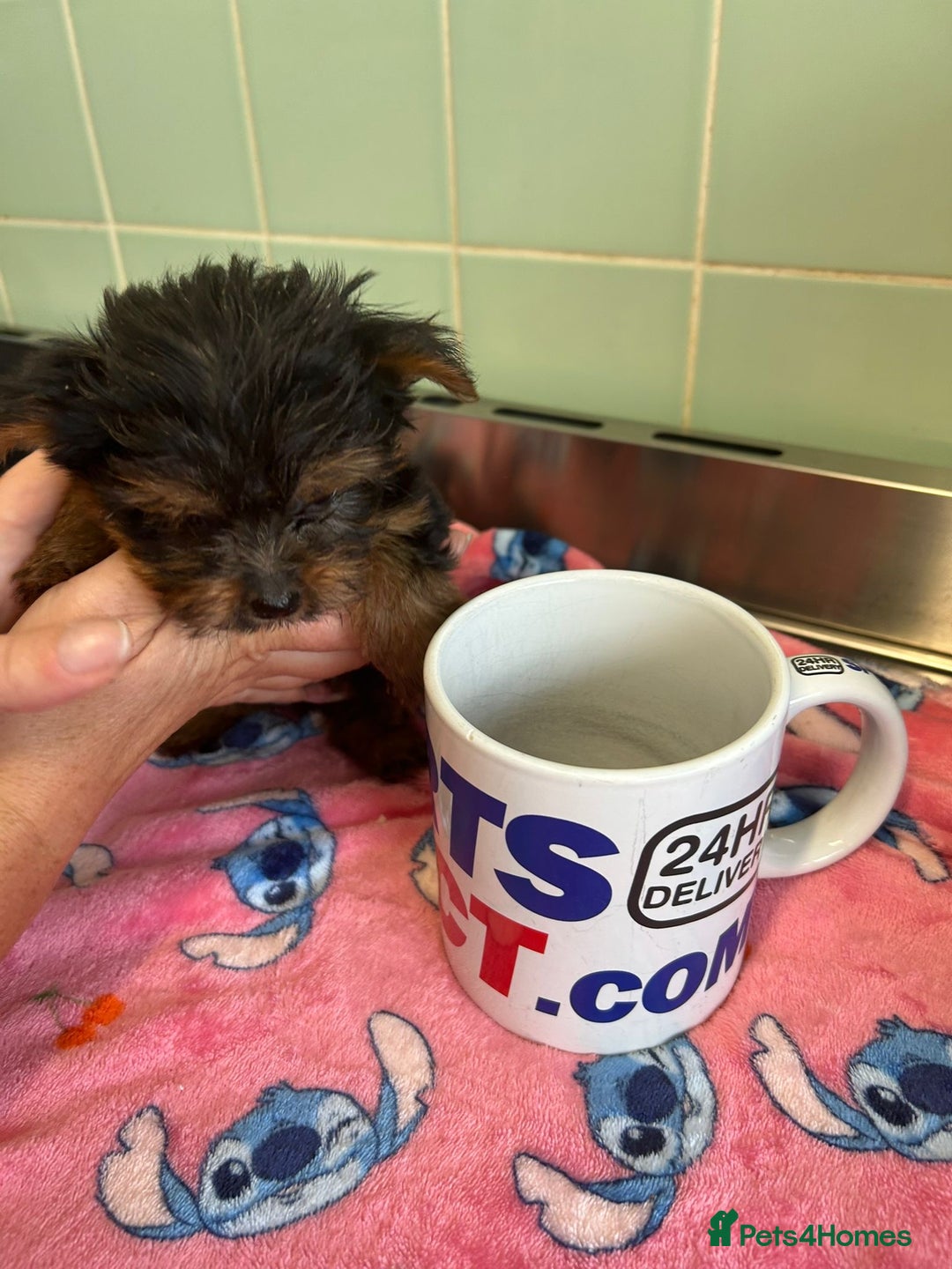 Yorkshire Terrier dogs for sale: Tiny Yorkshire terrier puppies for sale  - Image 18
