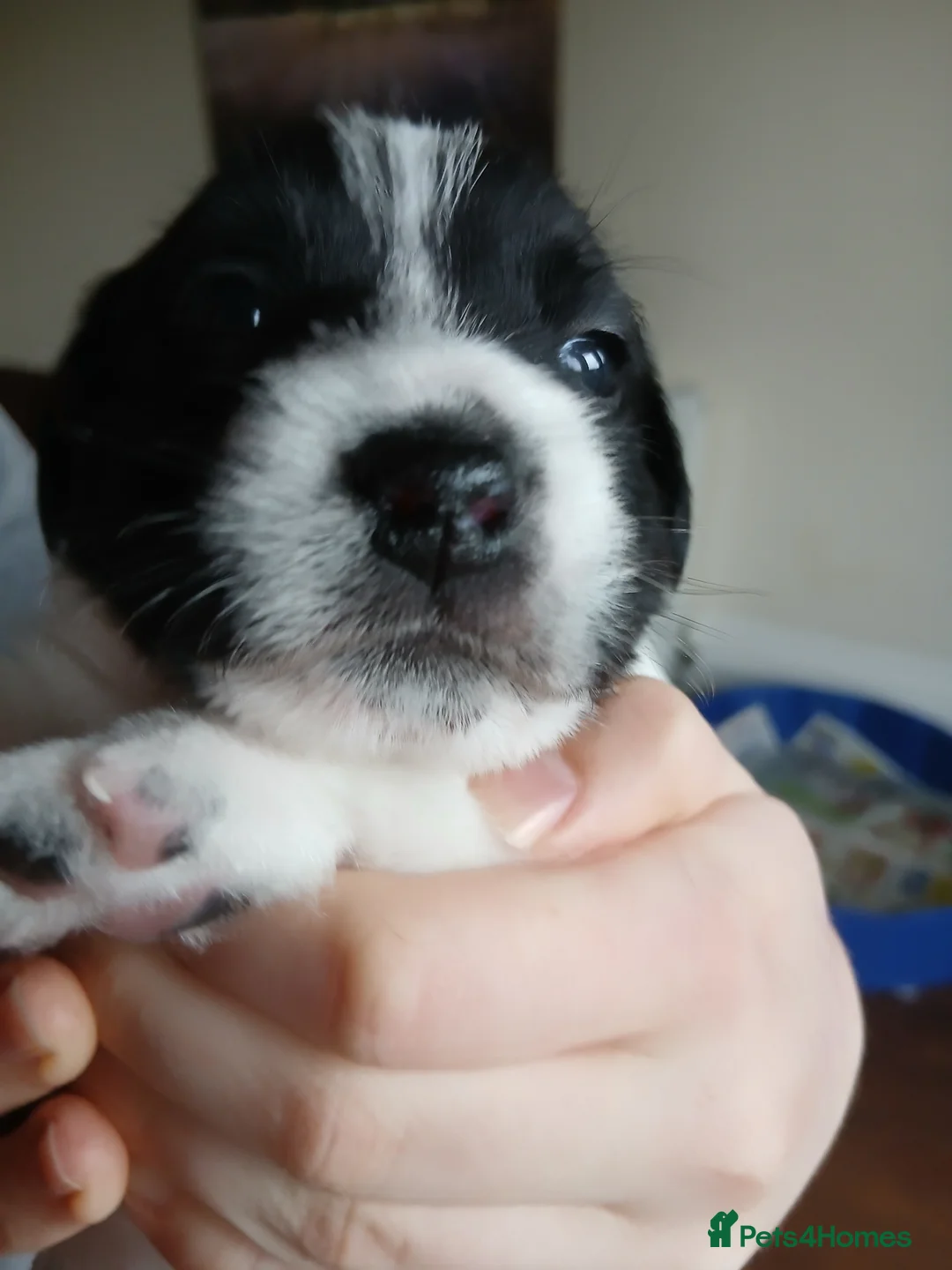 Mixed Breed dogs for sale: 2 lovely Jack Russell 7 week male pups for sale - Advert 2