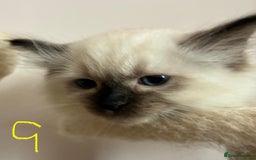 Ragdoll cats for sale: Pure Ragdoll Kittens *Ready for their new home* - Image 8