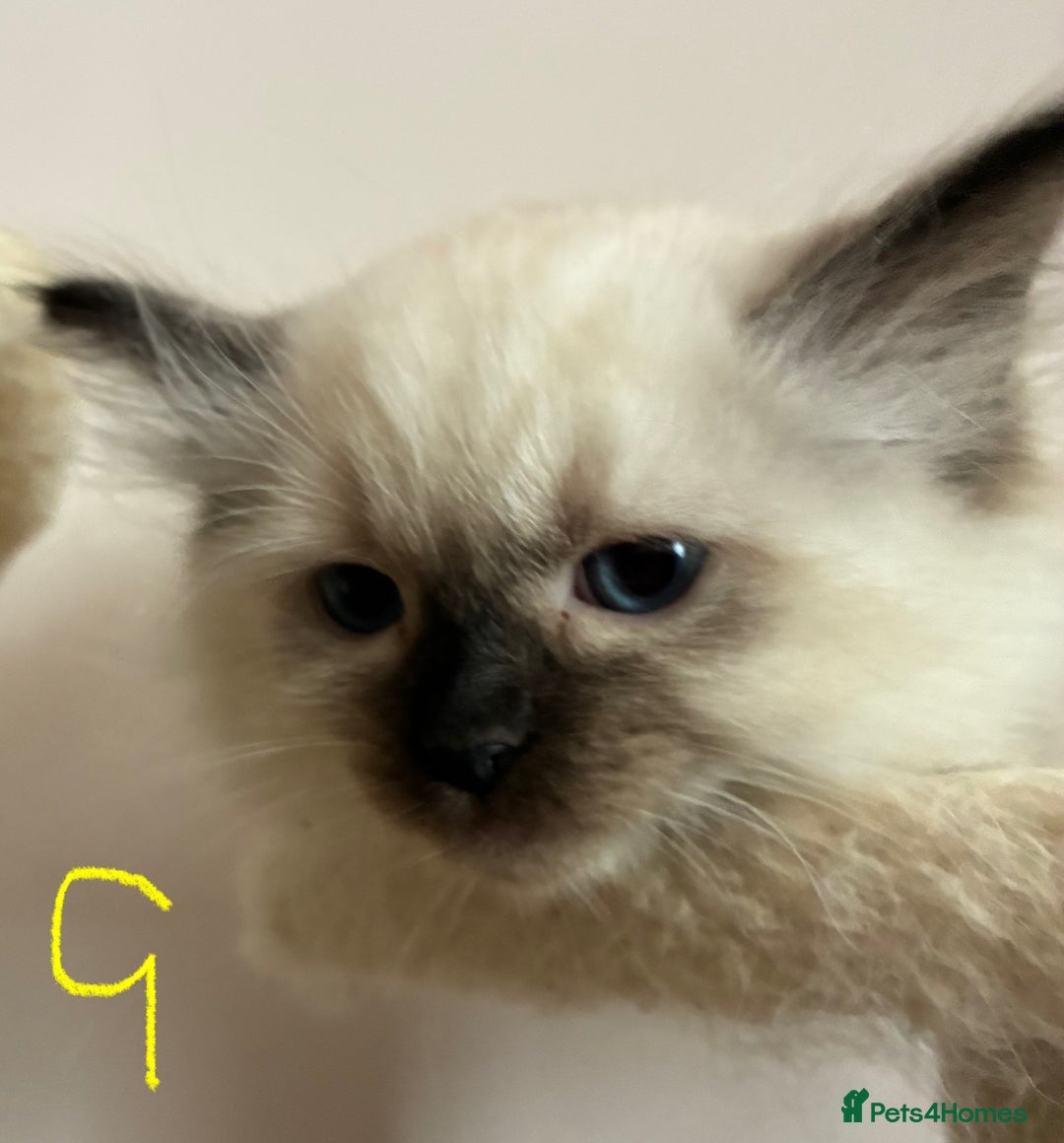 Ragdoll cats for sale: Pure Ragdoll Kittens *Ready for their new home* - Image 8