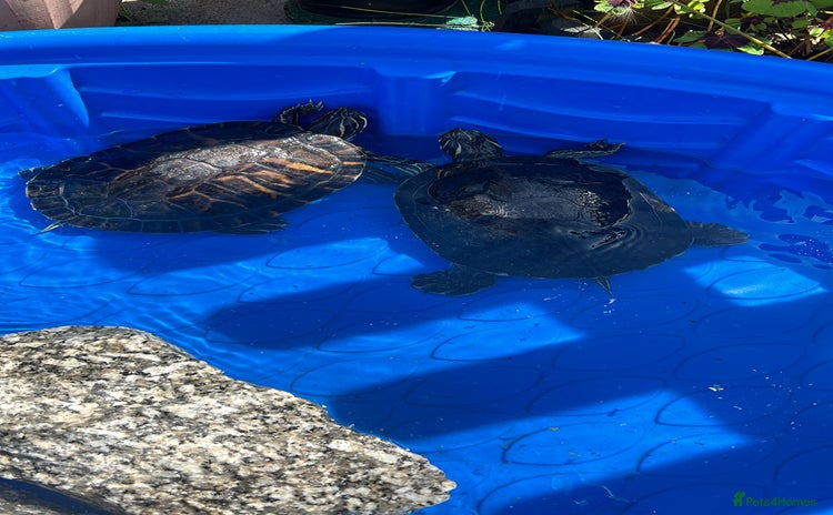 Terrapin reptiles - Advert 5