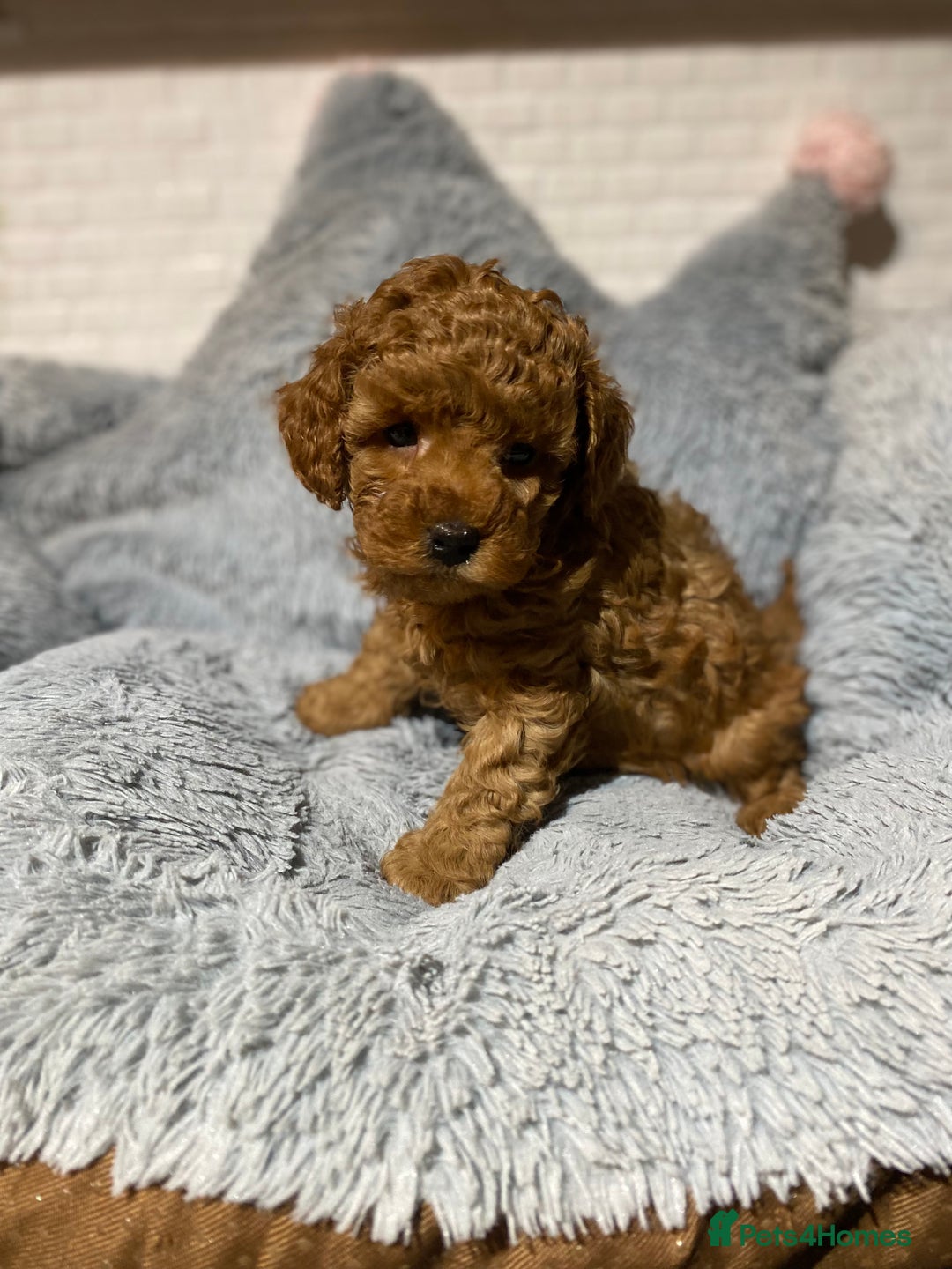 Toy Poodle dogs for sale: KC Toy Poodles Health Tested - Advert 7