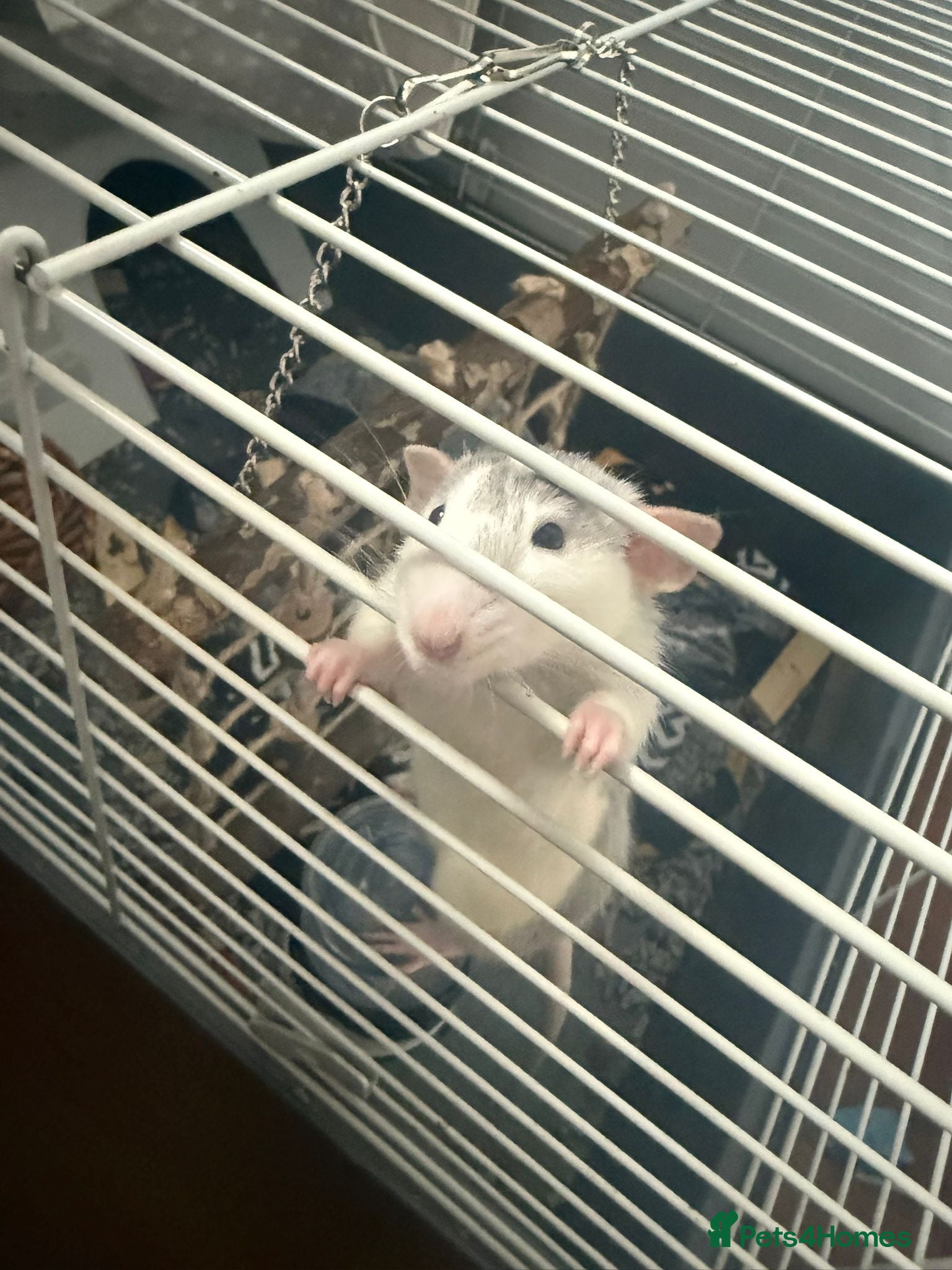 Rat rodents 2x female rats, 3 months old+ cage and accessories - Advert 1