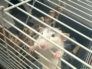 Rat rodents 2x female rats, 3 months old+ cage and accessories - Advert 1