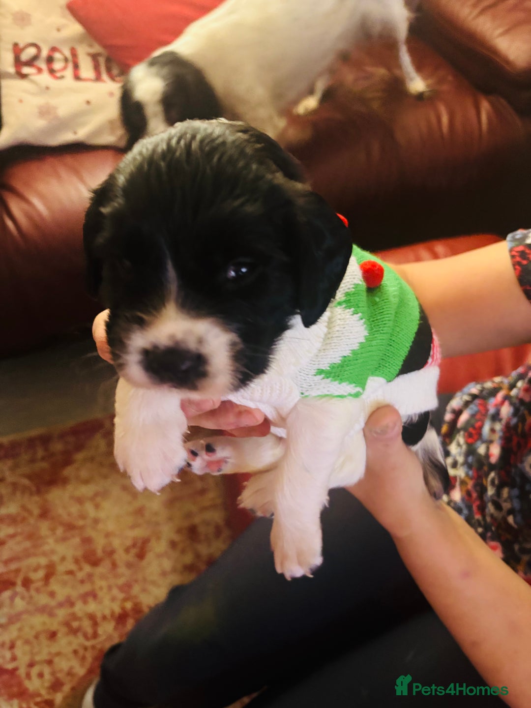 English Springer Spaniel dogs for sale: Fun whistle trained and crate clean by 8 weeks   - Advert 1