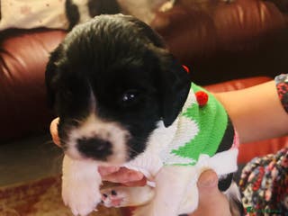 English Springer Spaniel dogs Fun whistle trained and crate clean by 8 weeks - Advert 11