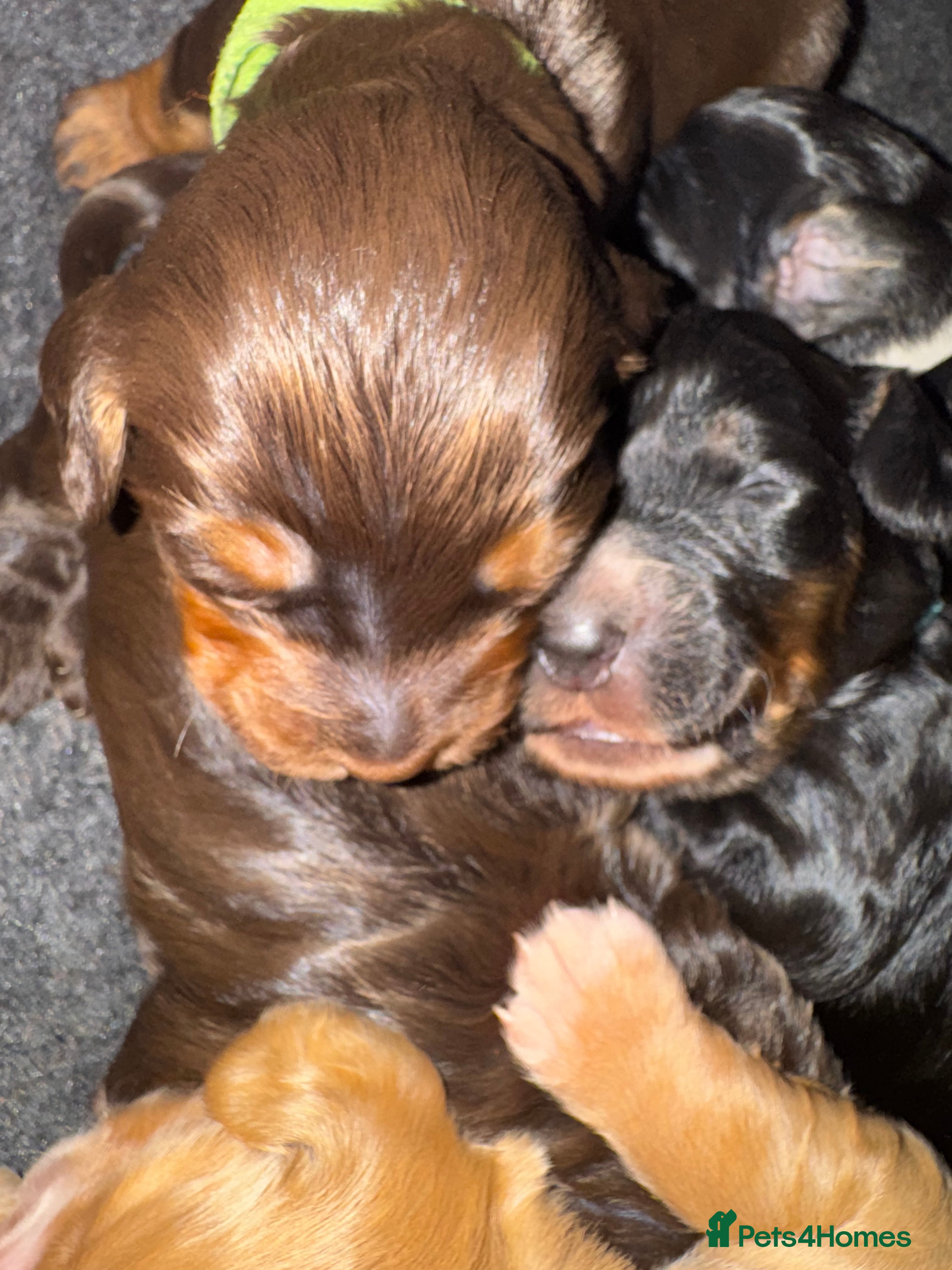 Cockapoo dogs Meet Our Beautiful Litter of Cockapoo Puppies! ✨ - Advert 1