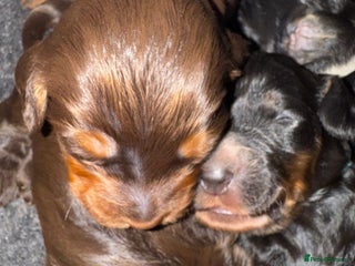 Cockapoo dogs Meet Our Beautiful Litter of Cockapoo Puppies! ✨ - Advert 1