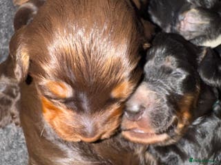 Cockapoo dogs Meet Our Beautiful Litter of Cockapoo Puppies! ✨ - Advert 2