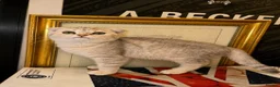 British Shorthair cats for sale: British shorthair kittens ready to leave - Advert 1
