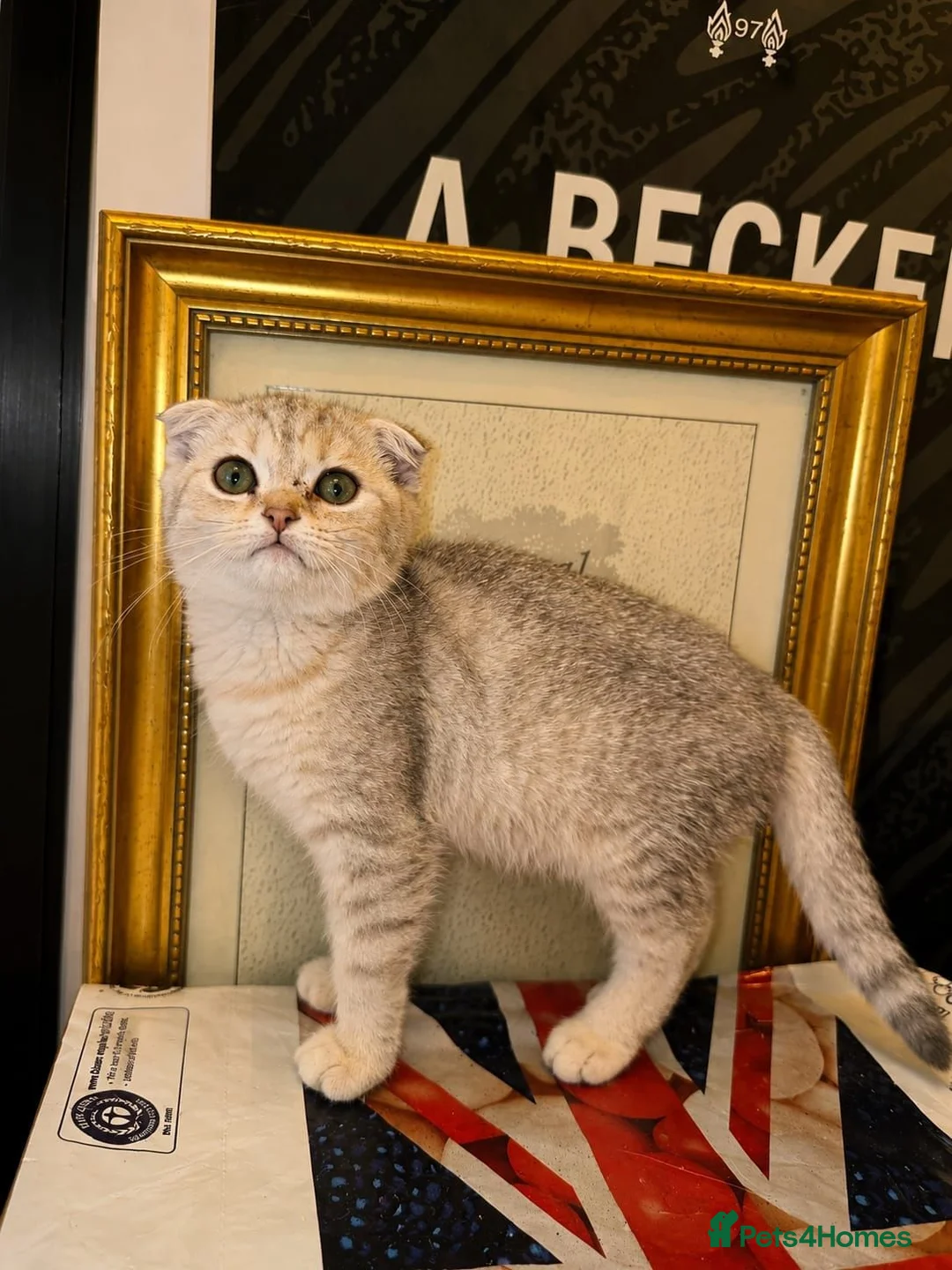 British Shorthair cats for sale: British shorthair kittens ready to leave - Advert 1