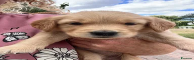 Golden Retriever 3