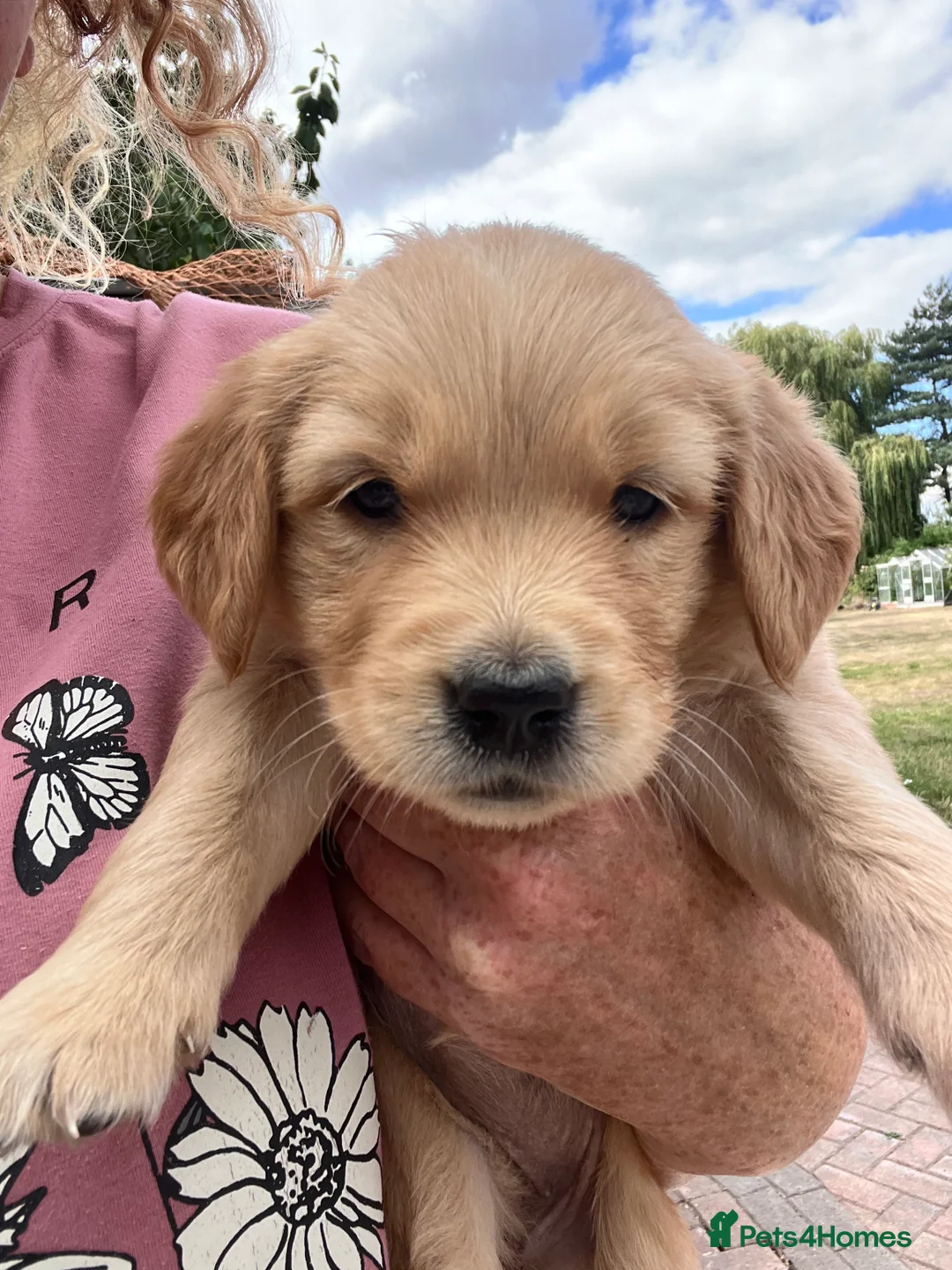 Golden Retriever dogs for sale: Loving, family raised golden retriever puppies  - Advert 2