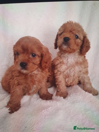 Cavapoo dogs - Advert 10