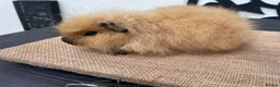 Guinea Pig rodents for sale: Swiss boys - Advert 4