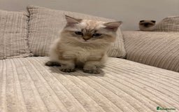 British Longhair cats for sale: British long hair  - Image 8