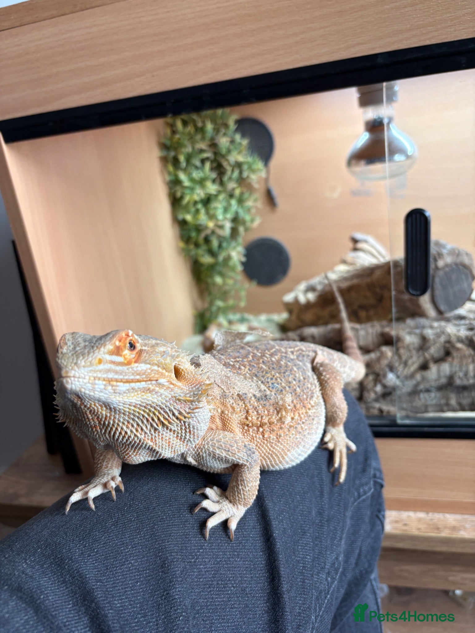 Bearded Dragon reptiles Female Bearded Dragon - Advert 8