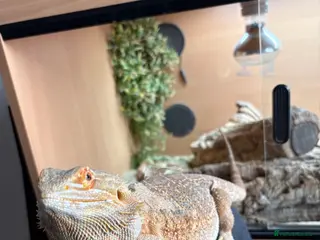 Bearded Dragon reptiles Female Bearded Dragon - Advert 8