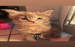 Maine Coon cats for sale: Mainecoon Kittens  - Image 11