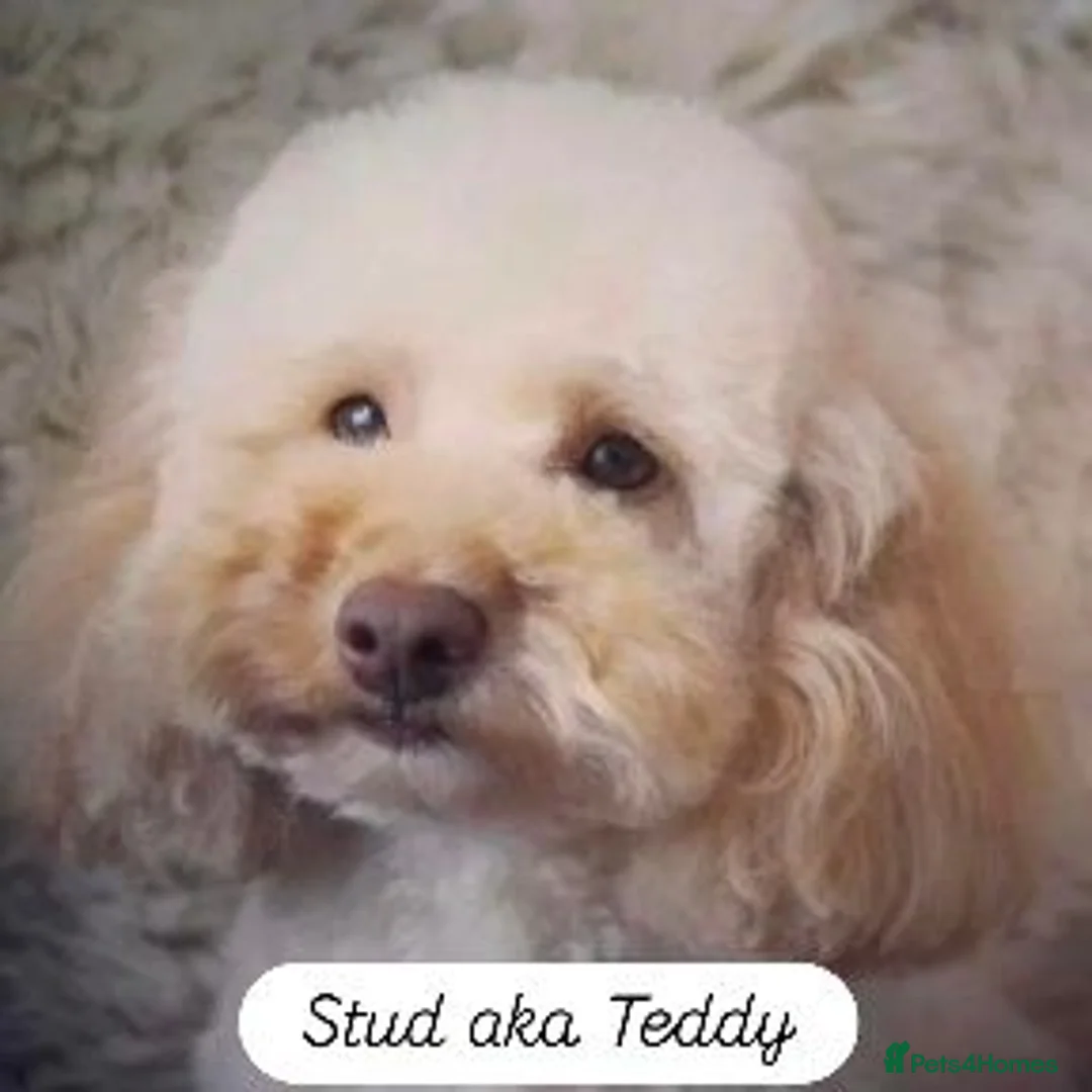 Cavapoo dogs for sale: F1 Cavapoo puppies - Advert 2