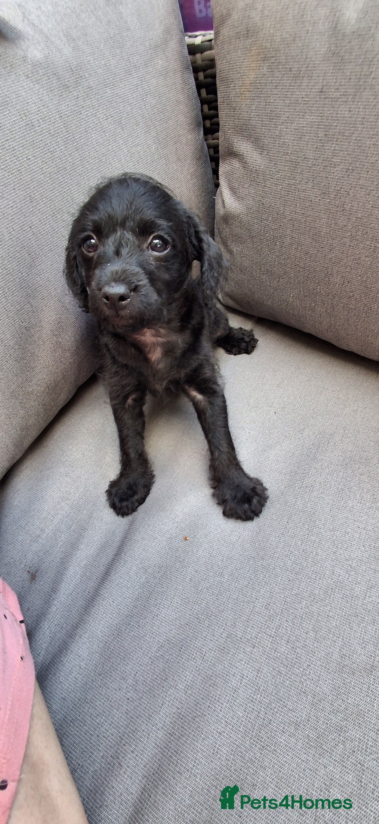 Chipoo dogs Miniature poodle cross chipoo  - Advert 2