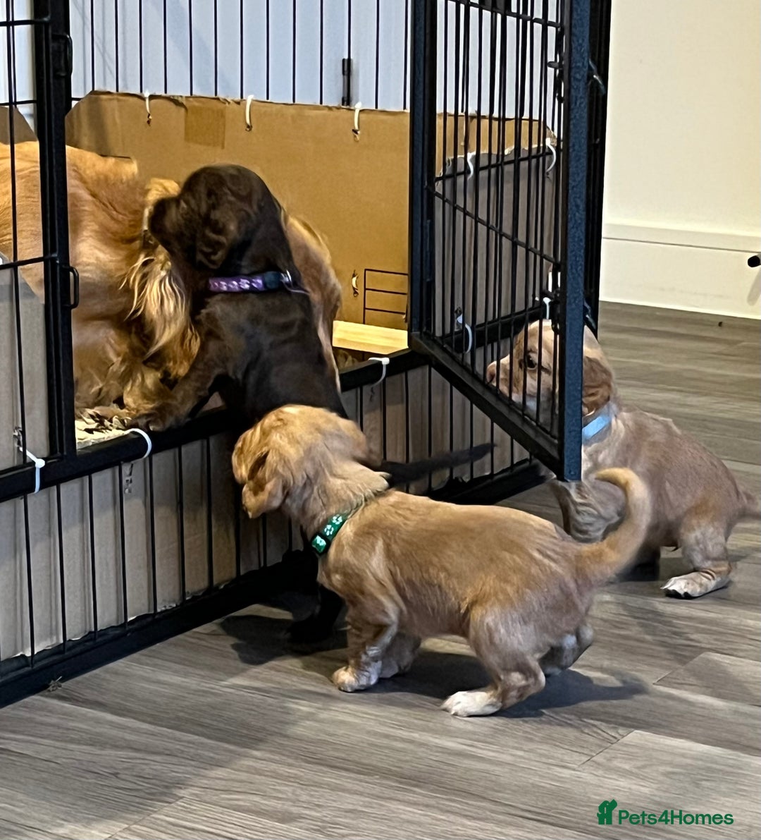 Cocker Spaniel dogs for sale: Perfect working cocker spaniel puppies  - Image 6