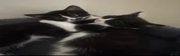 Domestic Shorthair cats for sale: tuxedo loving girl looking for a new home  - Advert 2