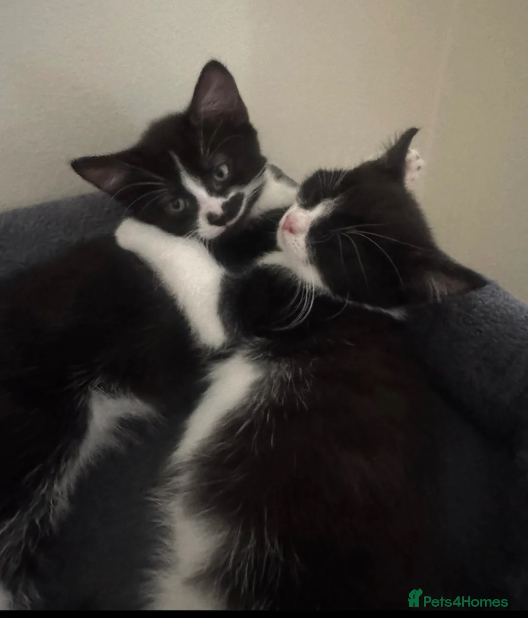 Domestic Shorthair cats for sale: tuxedo loving girl looking for a new home  - Advert 2