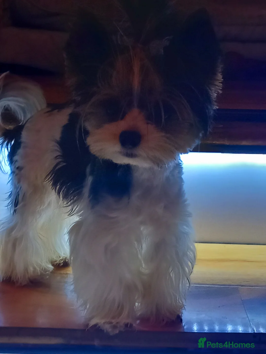 Biewer Terrier dogs for stud: Beautiful Biewer Yorkshire Terrier Stud  - Advert 1