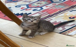 Mixed Breed cats for sale: Tuxy & Stripy - two gorgeous boys for sale - Image 9