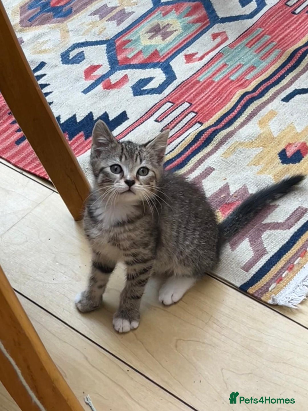 Mixed Breed cats for sale: Tuxy & Stripy - two gorgeous boys for sale - Image 9
