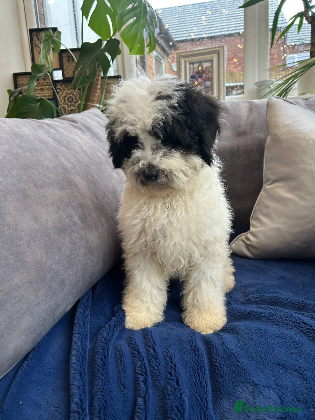 Mixed Breed dogs for sale: 🌟🌟Stunning Australian Cavapoo Puppies 🩷💙 m - Advert 3