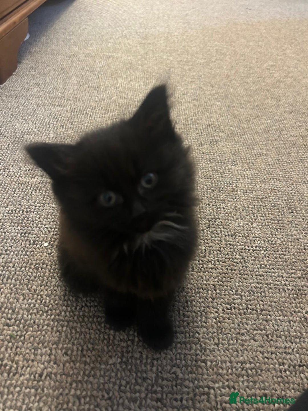 British Shorthair cats for sale: Beautiful kittens for sale - Advert 1