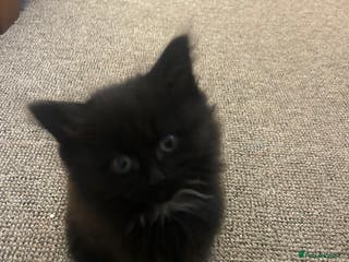 British Shorthair cats Beautiful kittens for sale - Advert 1