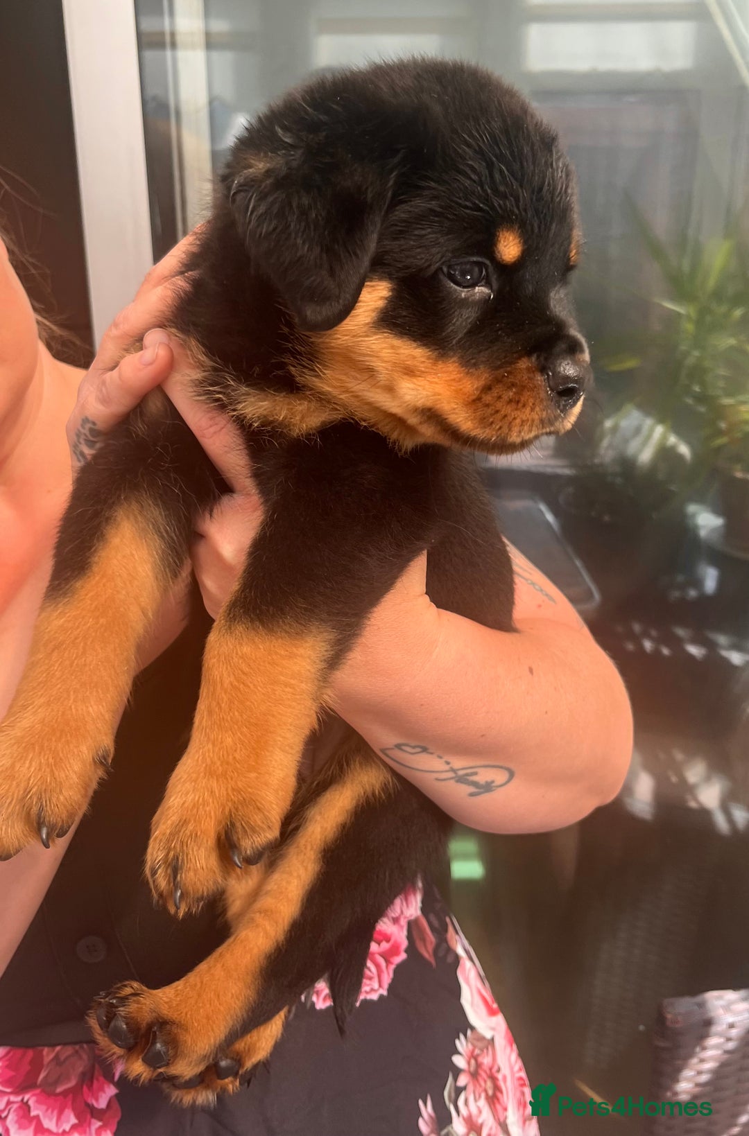 Rottweiler dogs for sale: Superb litter of dual purpose Rottweiler puppies. - Image 27
