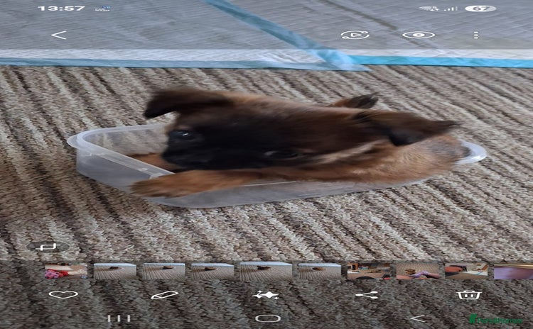 Chug dogs - Advert 1