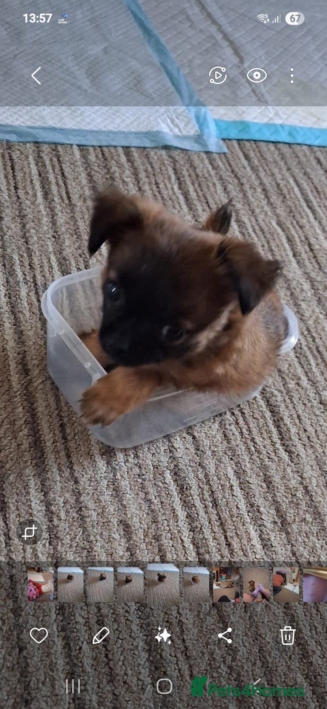 Chug dogs for sale: Chug Female 3 months old. Needs new home. - Image 1