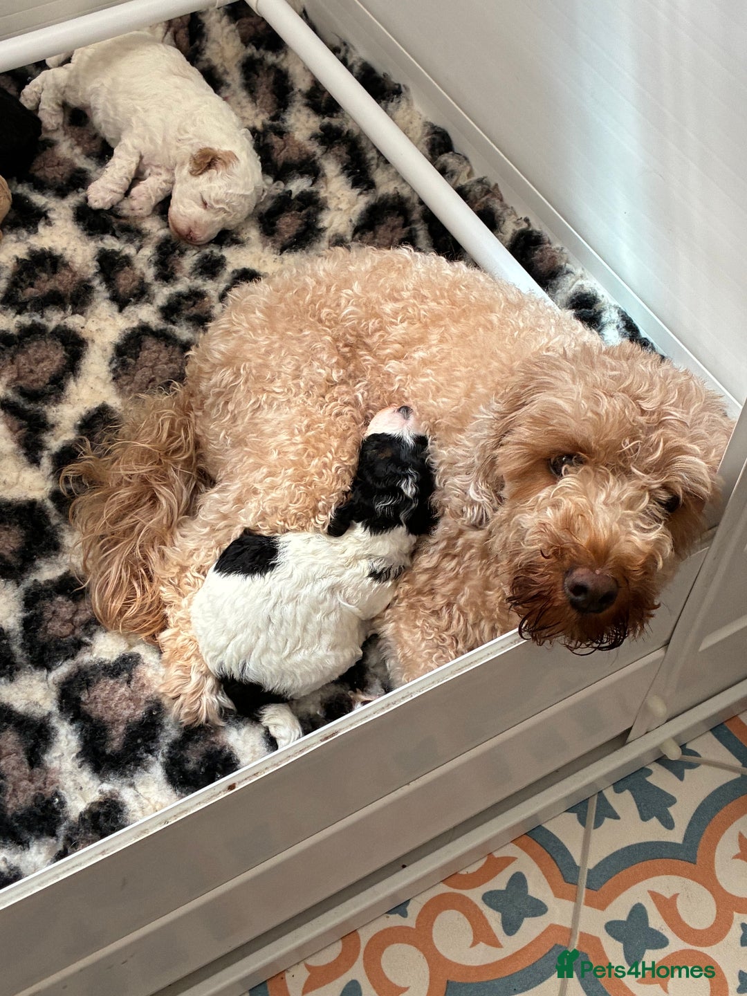 Jackapoo dogs for sale: Beautiful female jackapoo puppies - Image 6