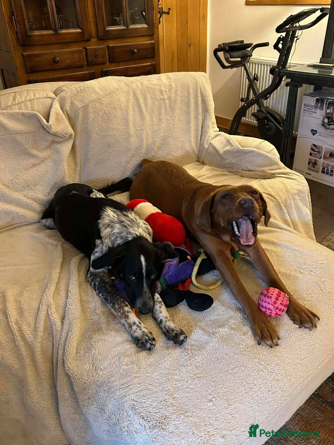 Mixed Breed dogs for adoption: Beau is looking for his forever home - Advert 9