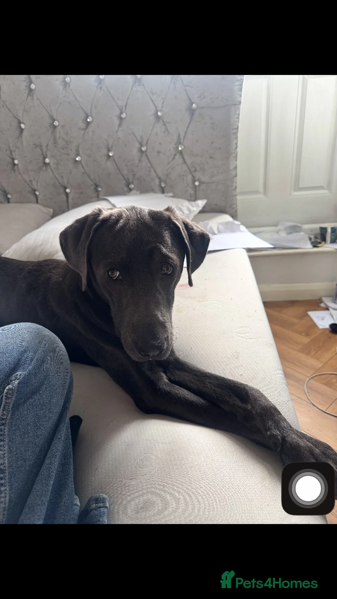 Mixed Breed dogs for sale: 💙 Bailey looking for his forever home 💙 - Advert 2
