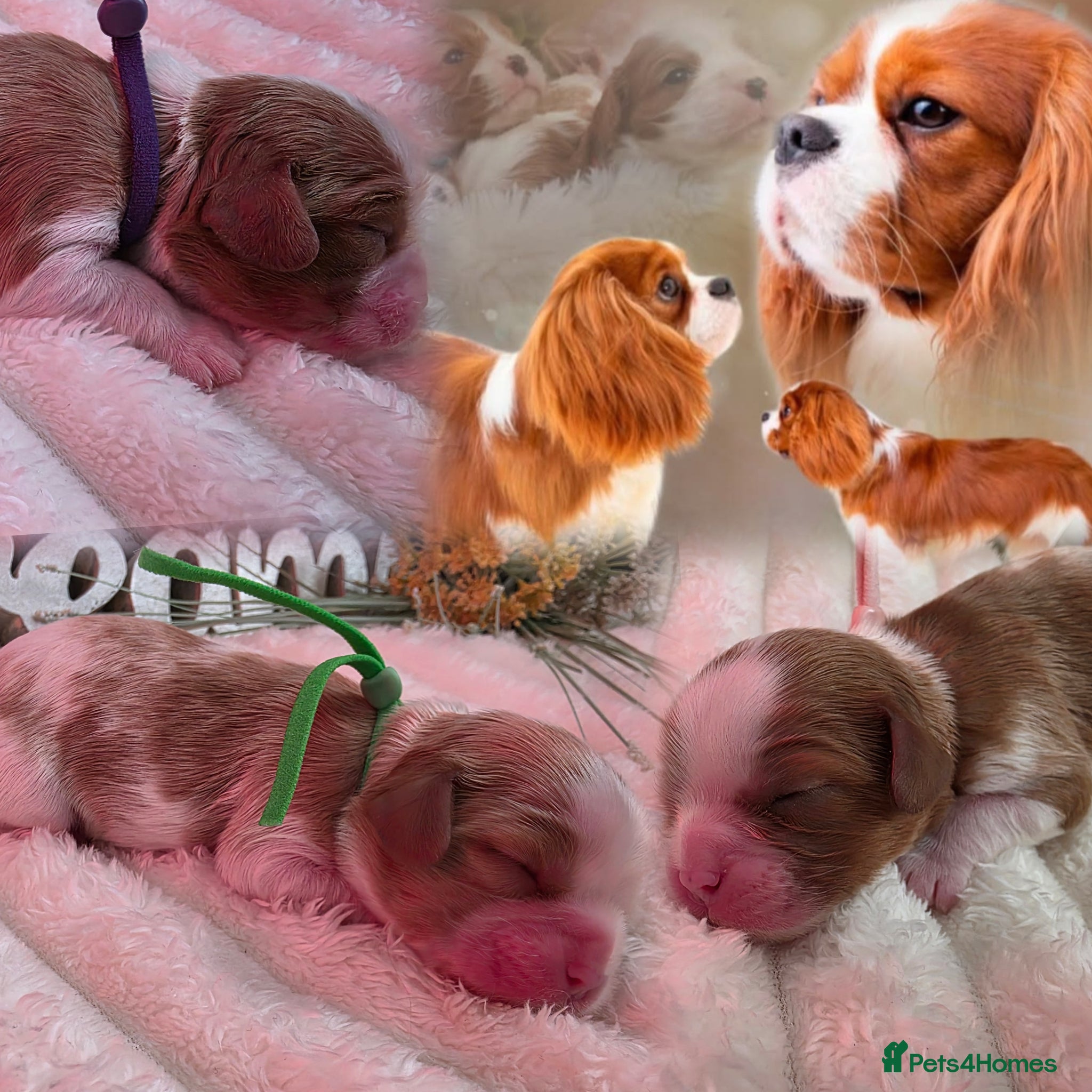 Cavalier King Charles Spaniel dogs Blenhiem cavalier king charles spaniel puppies - Advert 12