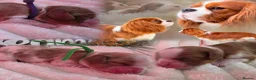Cavalier King Charles Spaniel dogs for sale: Blenhiem cavalier king charles spaniel puppies - Advert 1