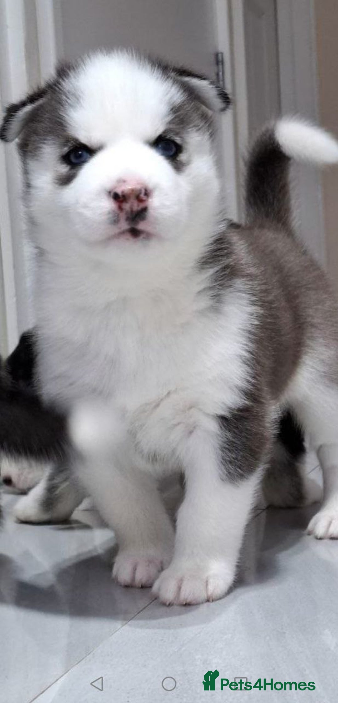 Siberian Husky dogs for sale: Siberian Huskies 1 Male 4 Female - Advert 19