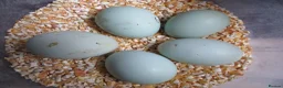 Chickens poultry for sale: large black Araucana pullets(blue/green egg layers - Advert 8