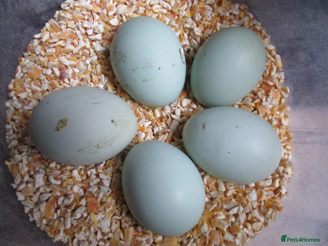 Chickens poultry for sale: large black Araucana pullets(blue/green egg layers - Advert 8